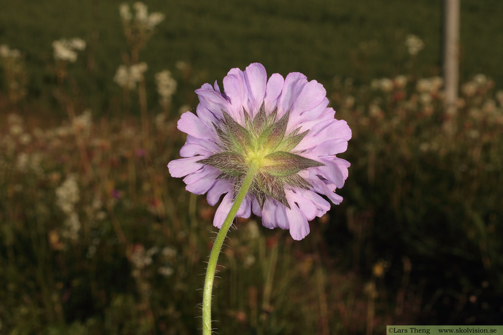 Åkervädd, Knautia arvensis