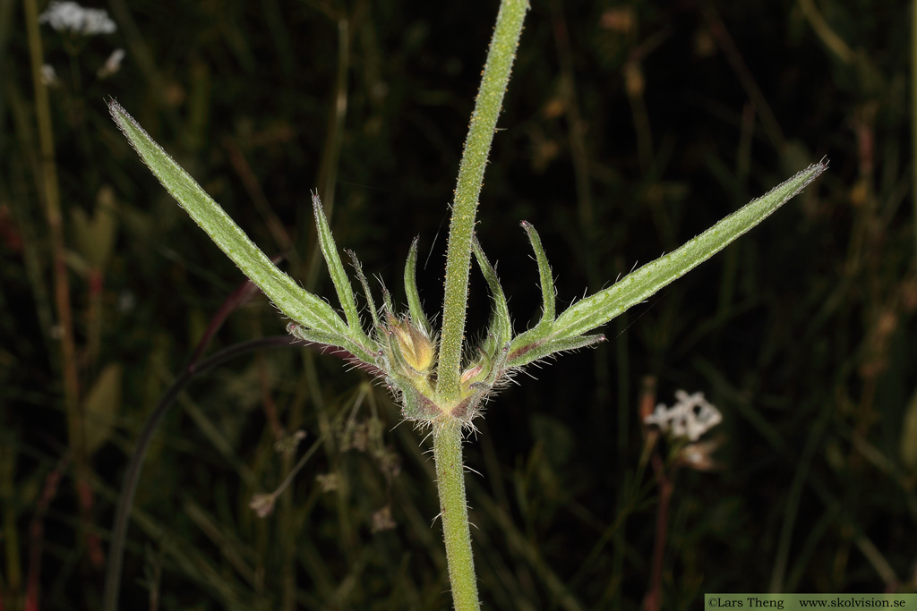 Åkervädd, Knautia arvensis