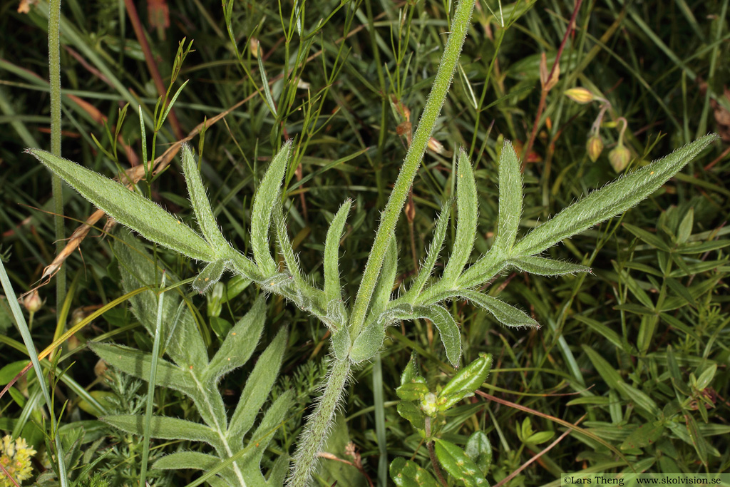 Åkervädd, Knautia arvensis