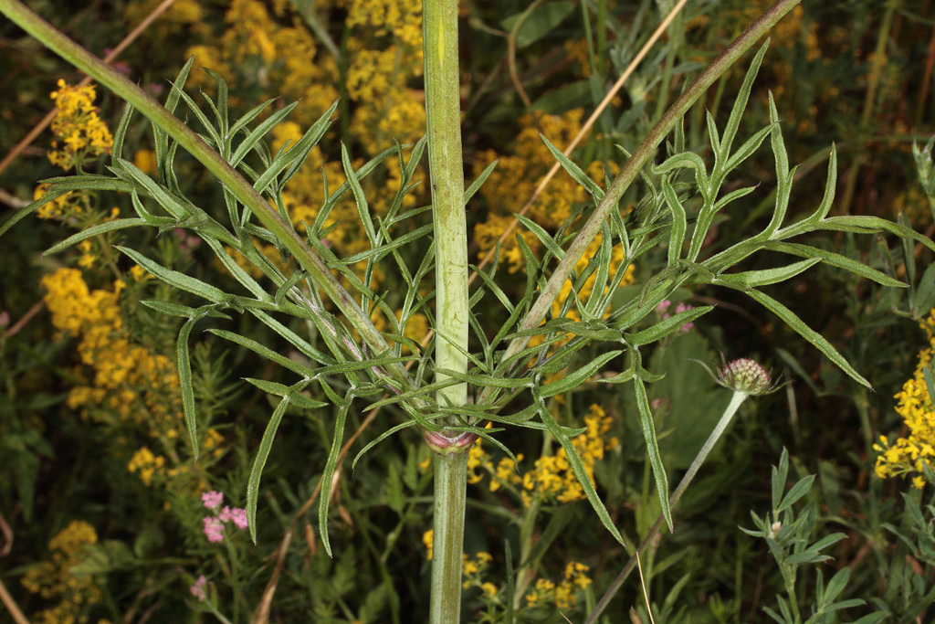 Fältvädd, Scabiosa columbaria