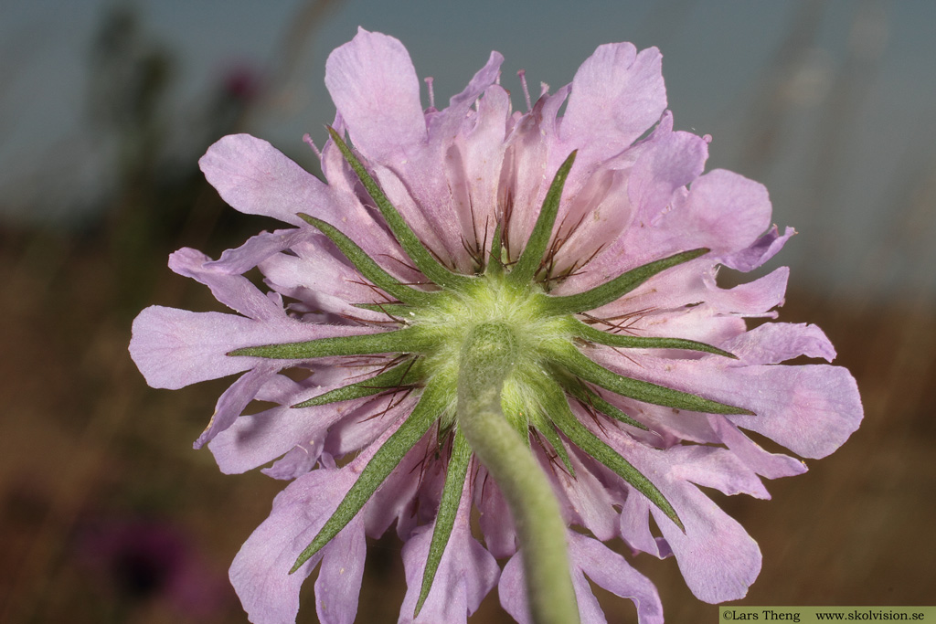 Fältvädd, Scabiosa columbaria