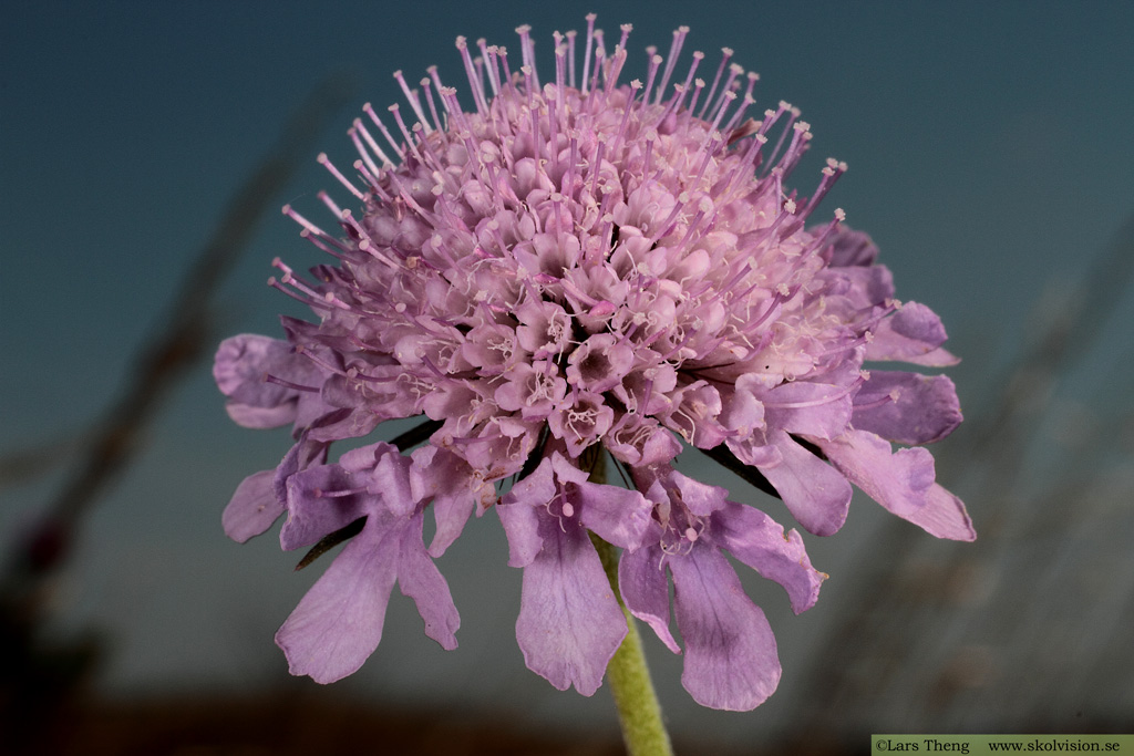 Fältvädd, Scabiosa columbaria