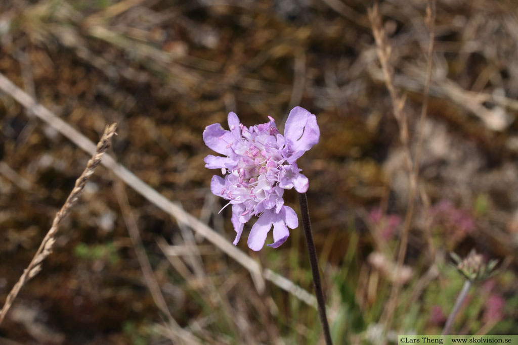 Luktvädd, Scabiosa canescens