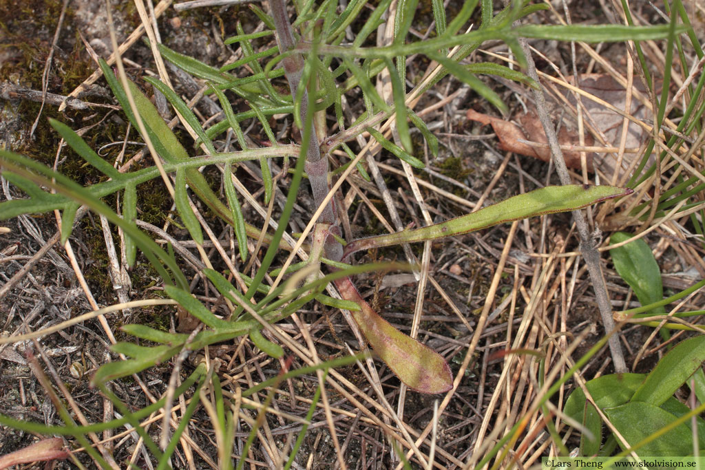 Luktvädd, Scabiosa canescens