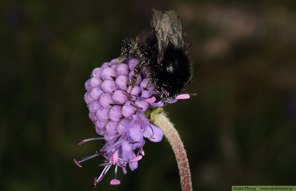 Ängsvädd, Succisa pratensis