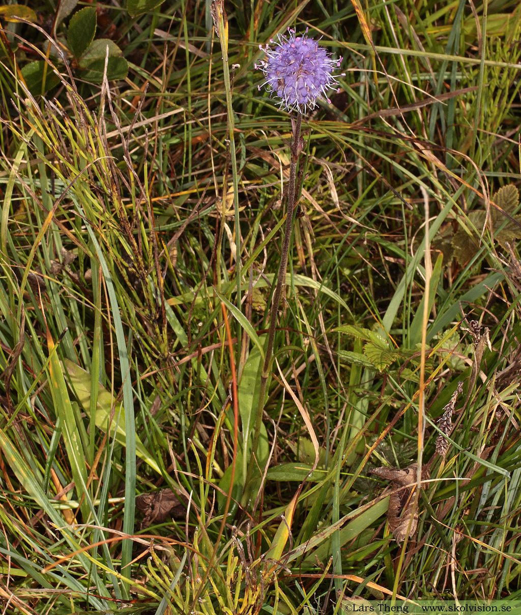 Ängsvädd, Succisa pratensis