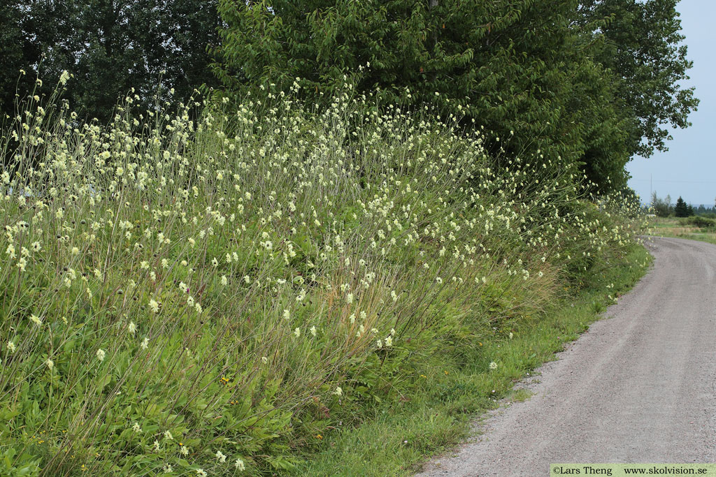 Jättevädd, Cephalaria gigantea