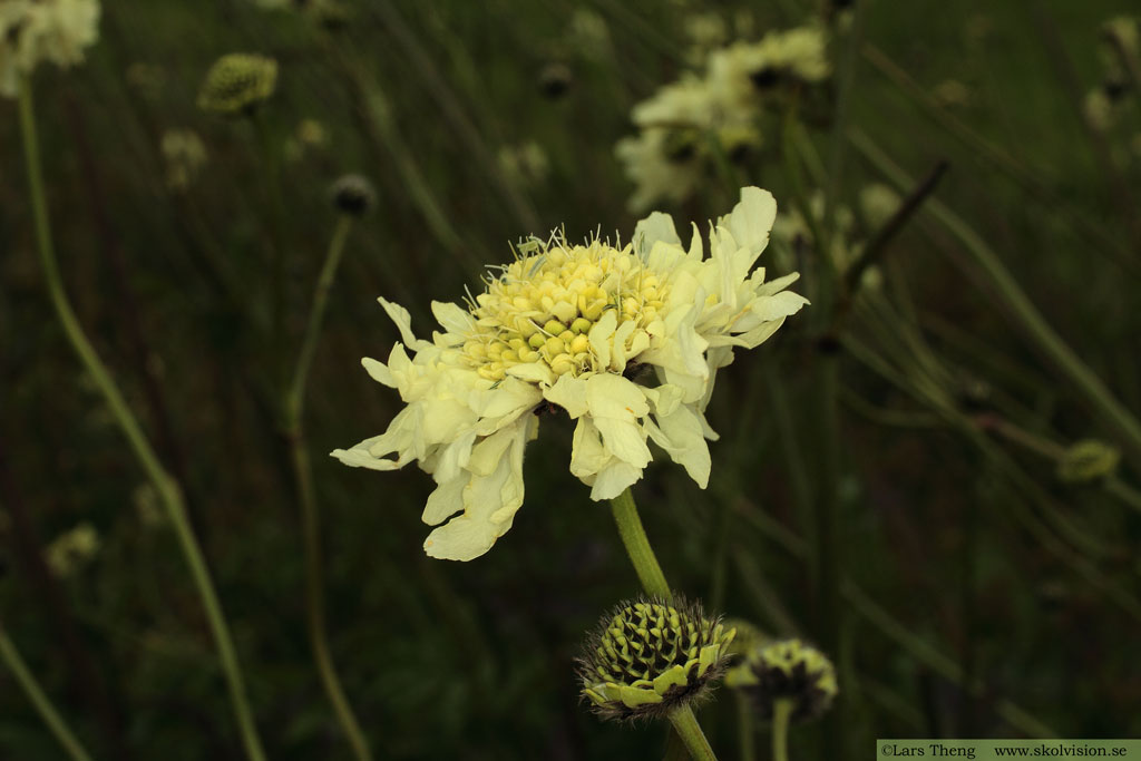 Jättevädd, Cephalaria gigantea