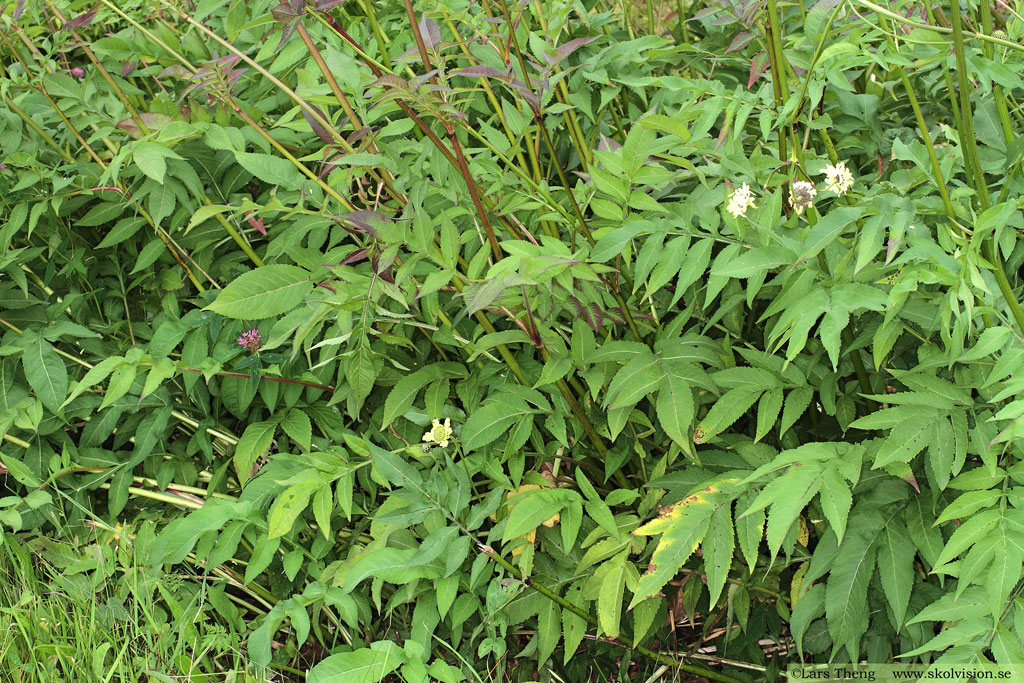 Jättevädd, Cephalaria gigantea