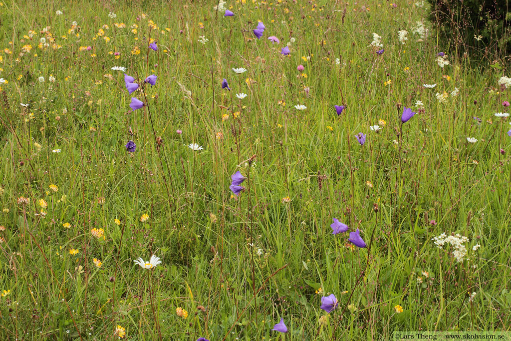 Stor blåklocka, Campanula persicifolia