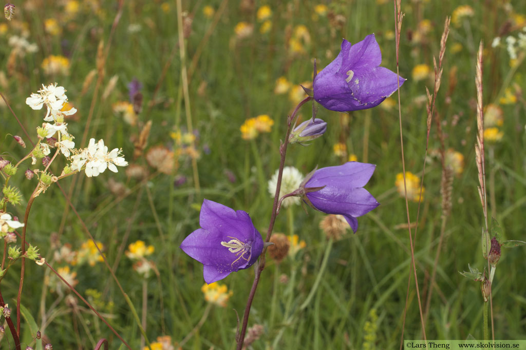 Stor blåklocka, Campanula persicifolia