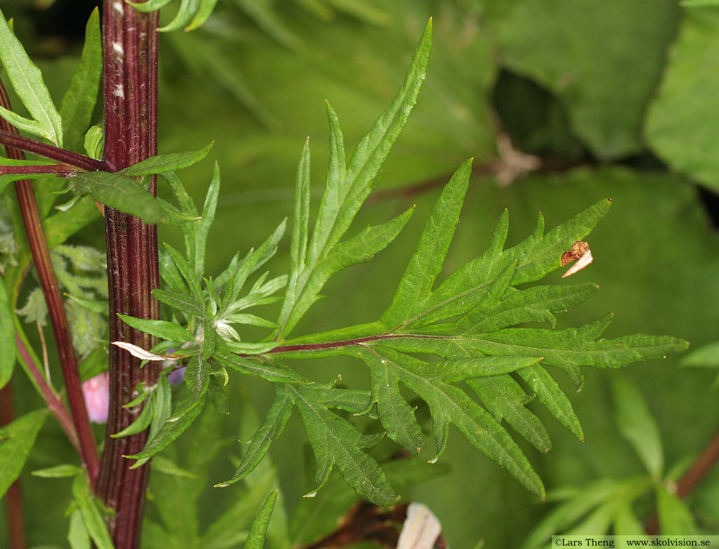 Gråbo, Artemisia vulgaris