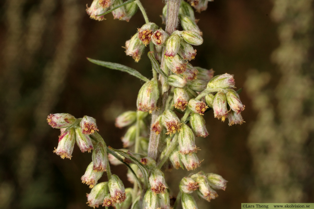 Gråbo, Artemisia vulgaris