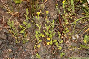 Klibbkorsört, Senecio viscosus