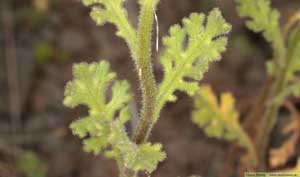 Klibbkorsört, Senecio viscosus