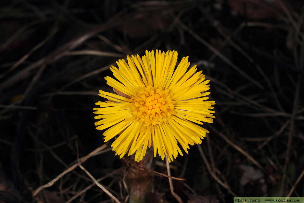 Hästhov, Tussilago farfara