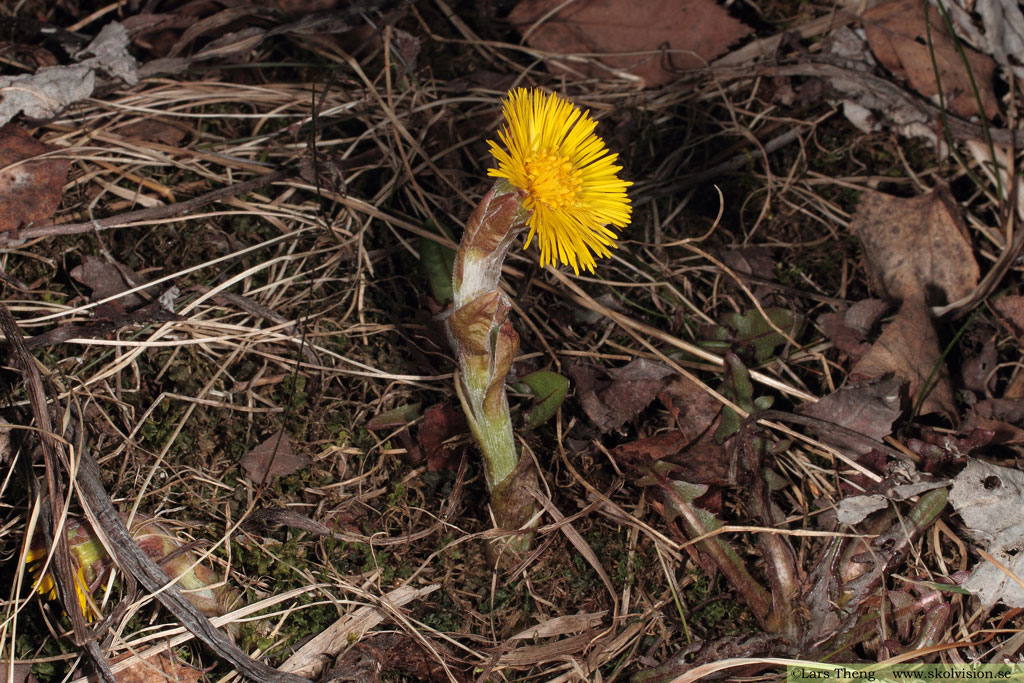 Hästhov, Tussilago farfara