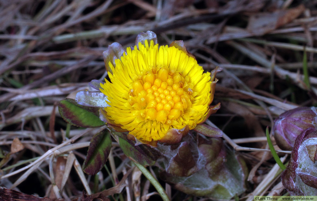 Hästhov, Tussilago farfara