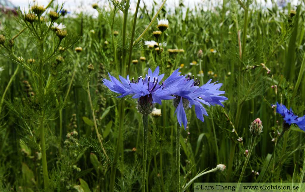 Blåklint, Centaurea cyanus