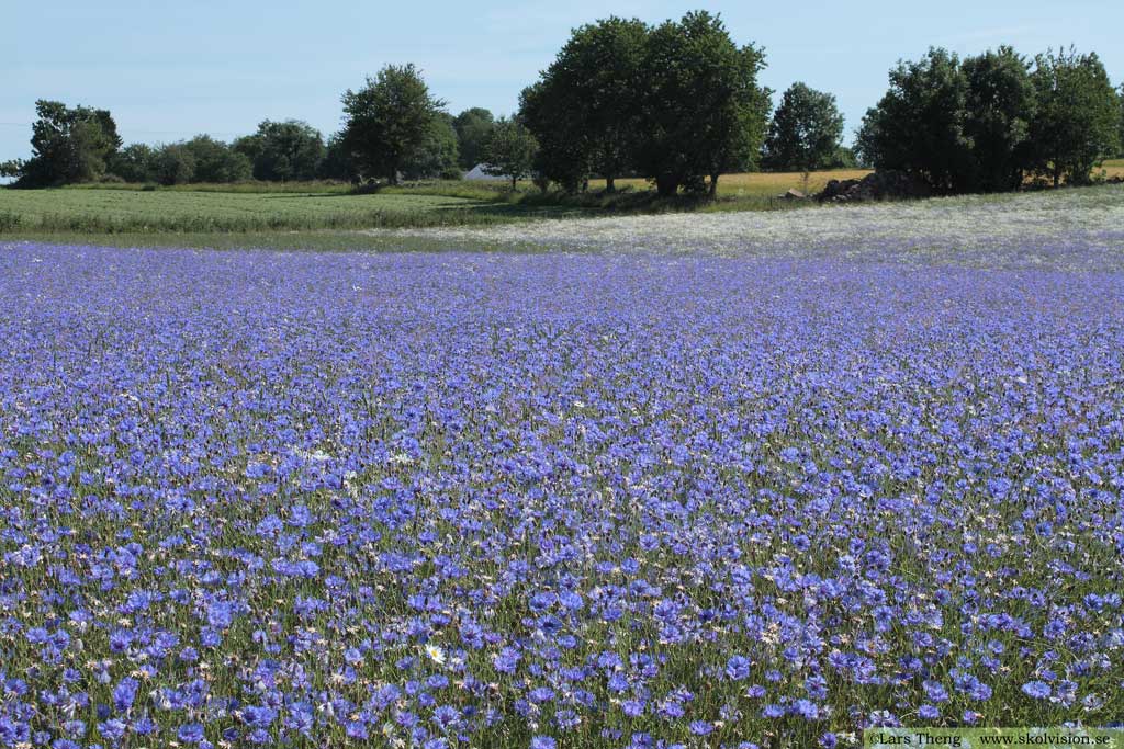 Blåklint, Centaurea cyanus