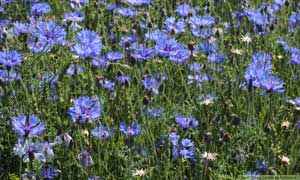 Blåklint, Centaurea cyanus