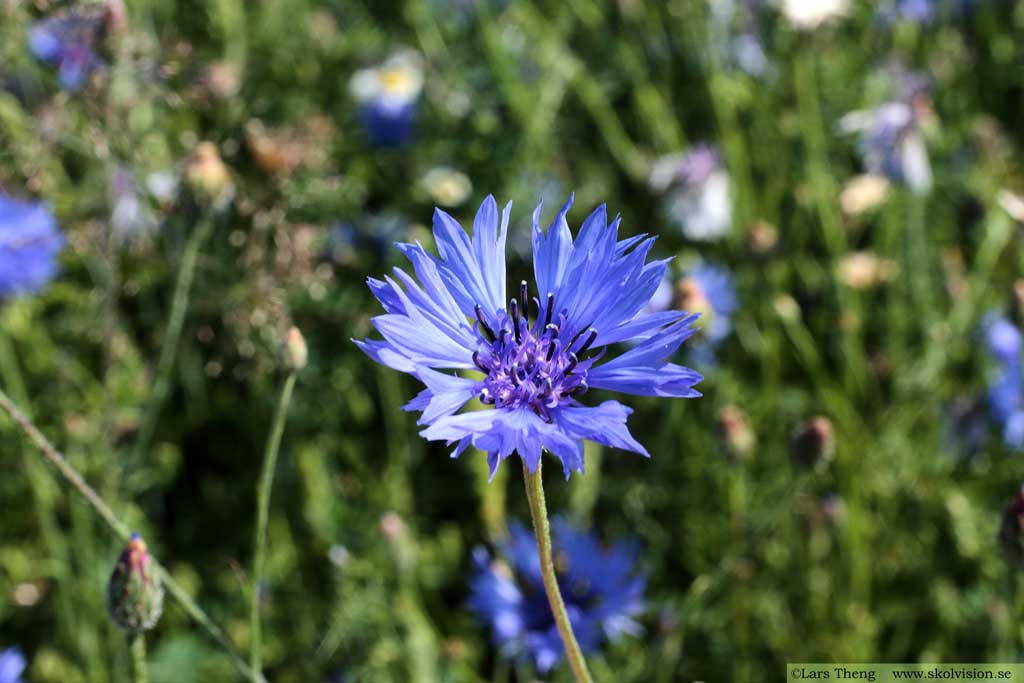 Blåklint, Centaurea cyanus