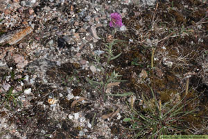 Rödklint, Centaurea jacea