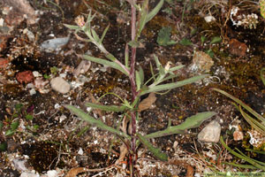 Rödklint, Centaurea jacea