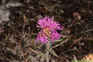 Rödklint, Centaurea jacea