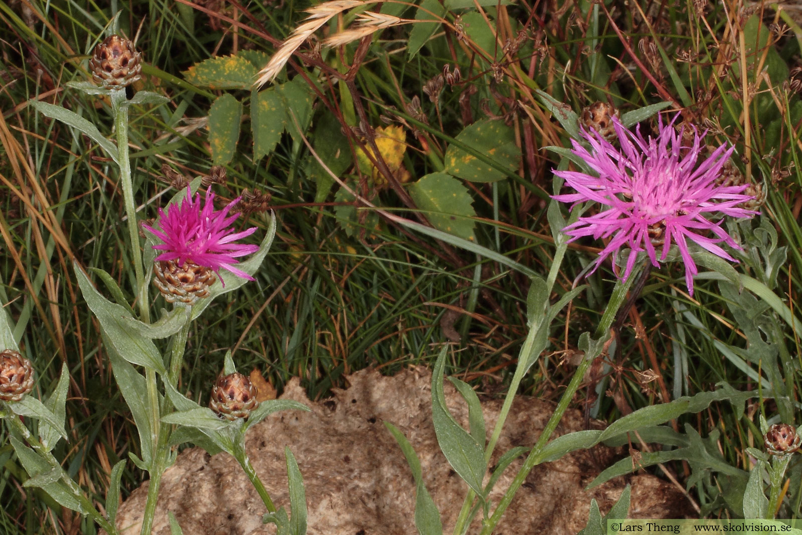 Rödklint, Centaurea jacea