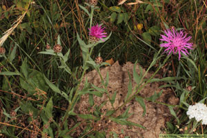 Rödklint, Centaurea jacea