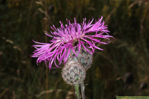 Väddklint, Centaurea scabiosa