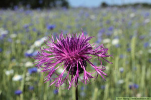 Väddklint, Centaurea scabiosa