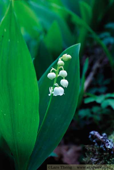 Liljekonvalj, Convallaria majalis