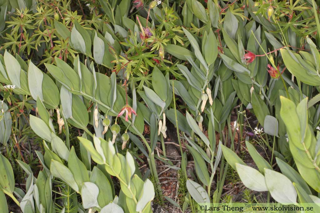 Getrams, Polygonatum odoratum