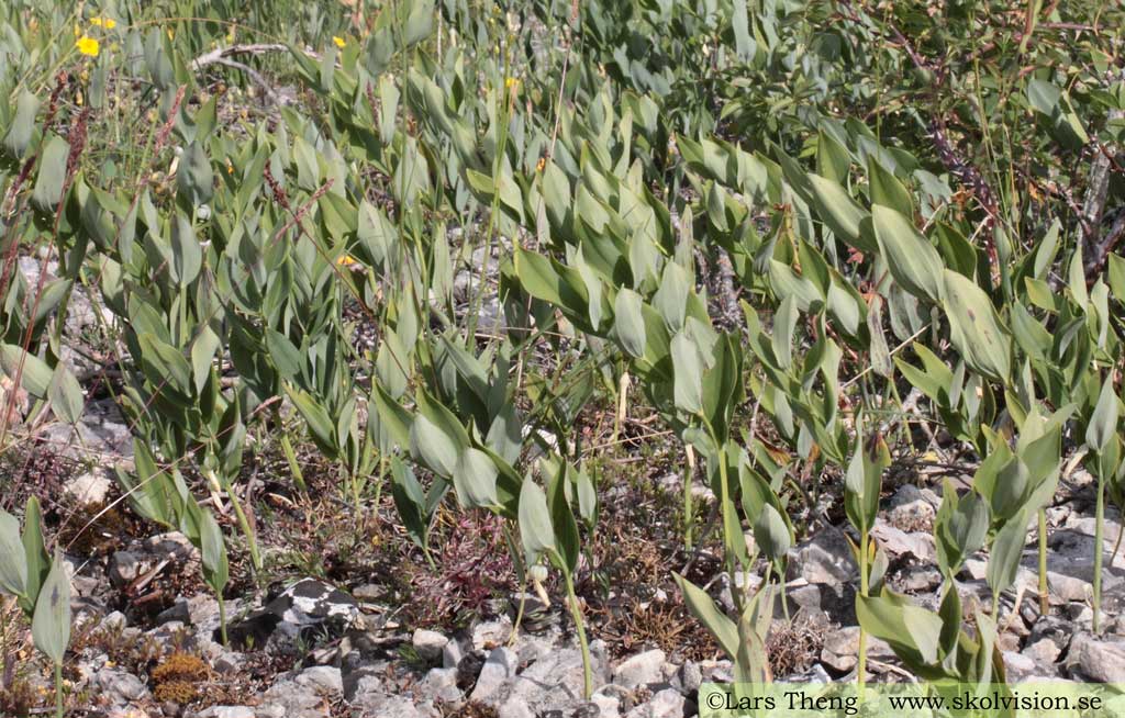 Getrams, Polygonatum odoratum 