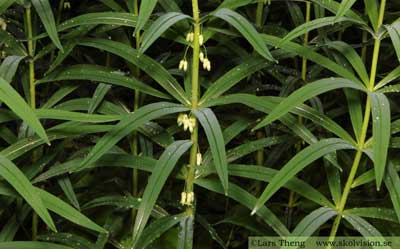 Kransrams, Polygonatum verticillatum