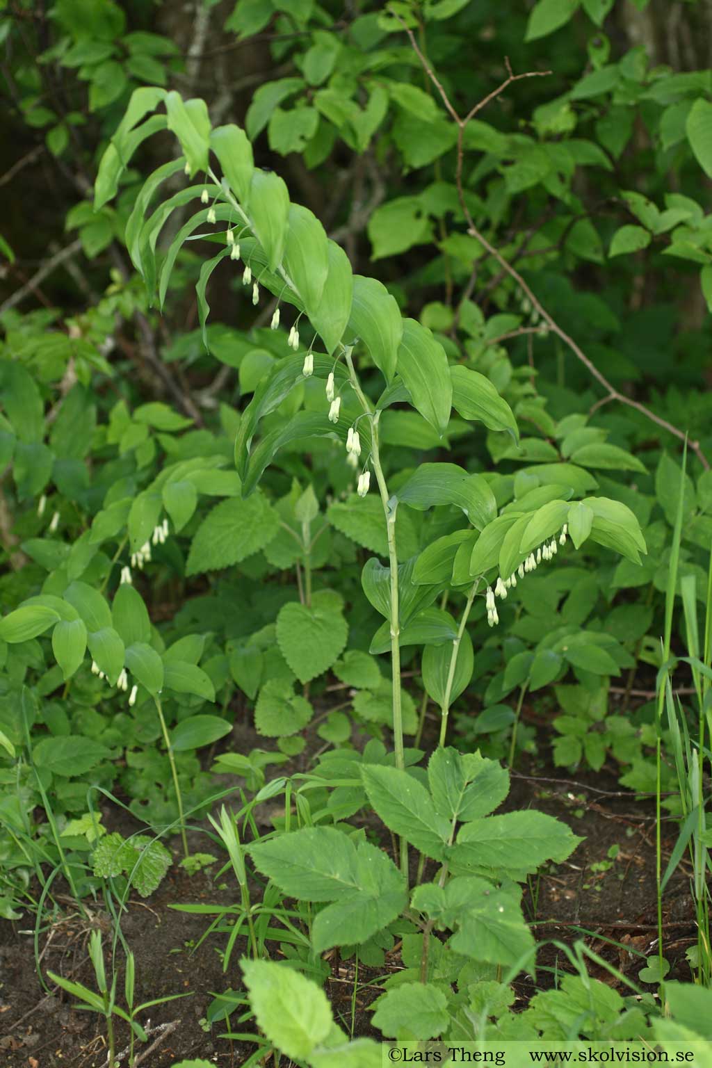 Storrams, Polygonatum multiflorum 