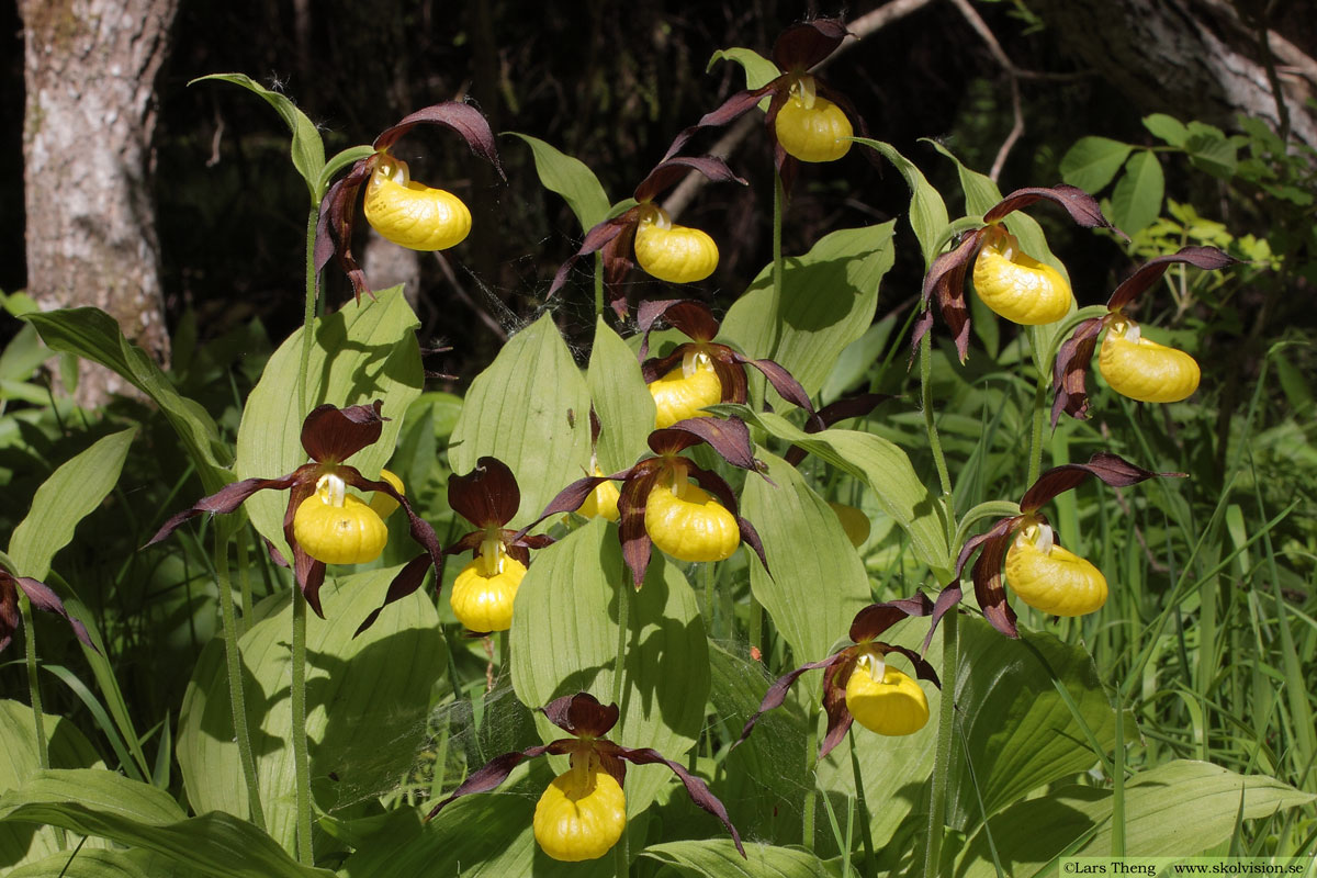 Ekorrbär, Maianthemum bifolium