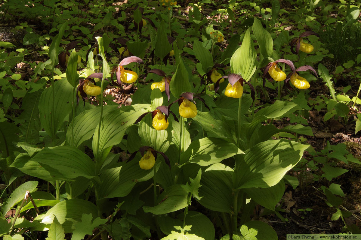 Ekorrbär, Maianthemum bifolium