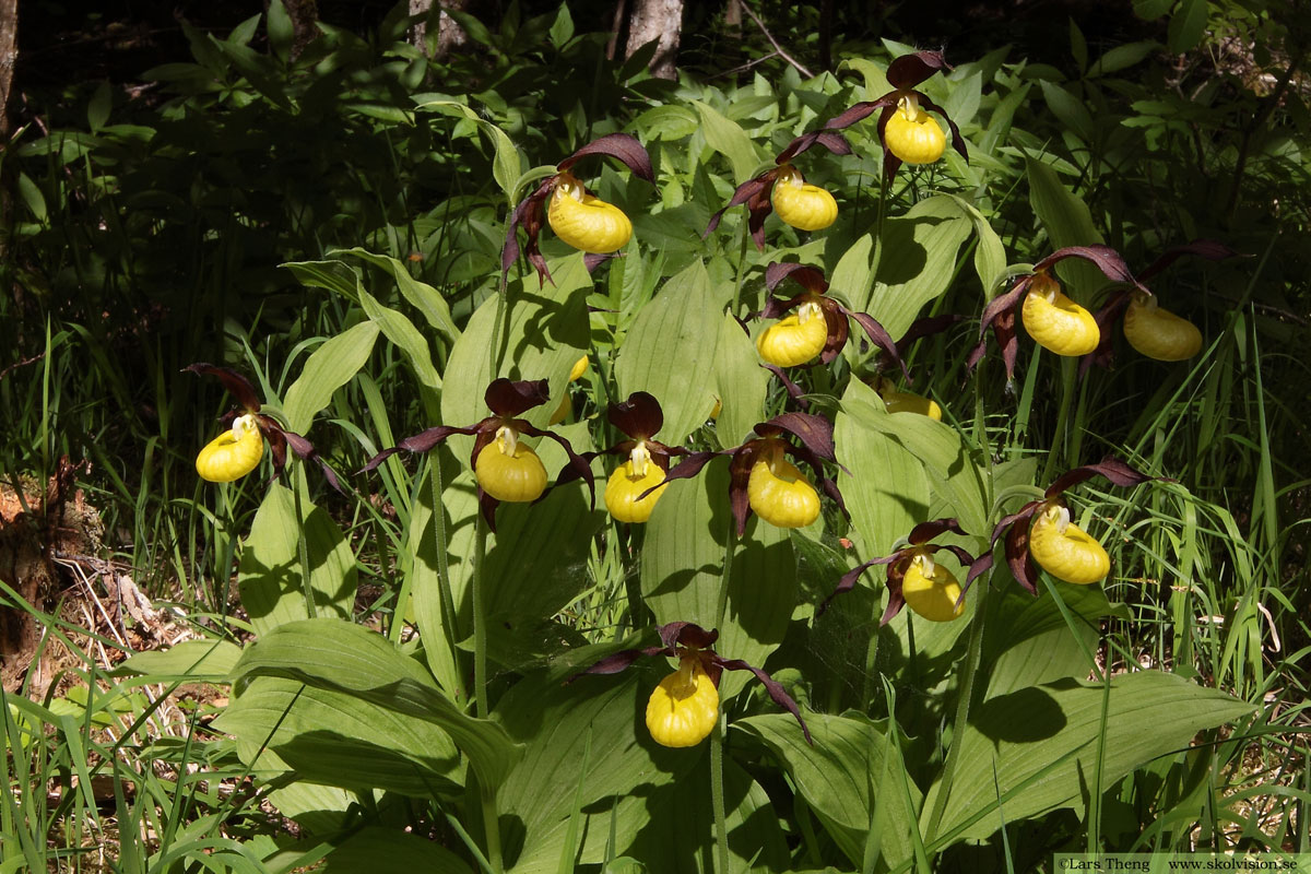 Ekorrbär, Maianthemum bifolium