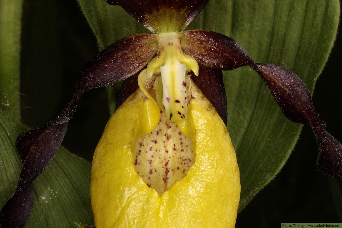 Ekorrbär, Maianthemum bifolium