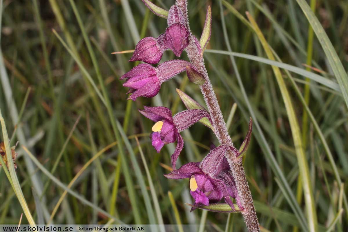 Ekorrbär, Maianthemum bifolium