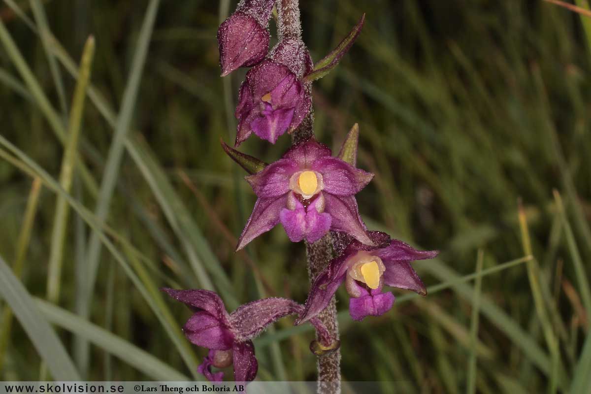 Ekorrbär, Maianthemum bifolium