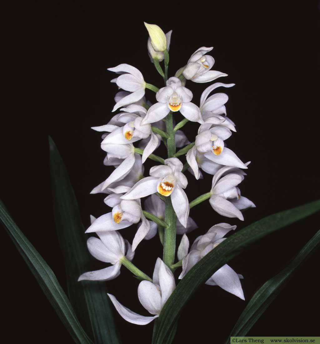 Vit skogslilja, Cephalanthera longifolia