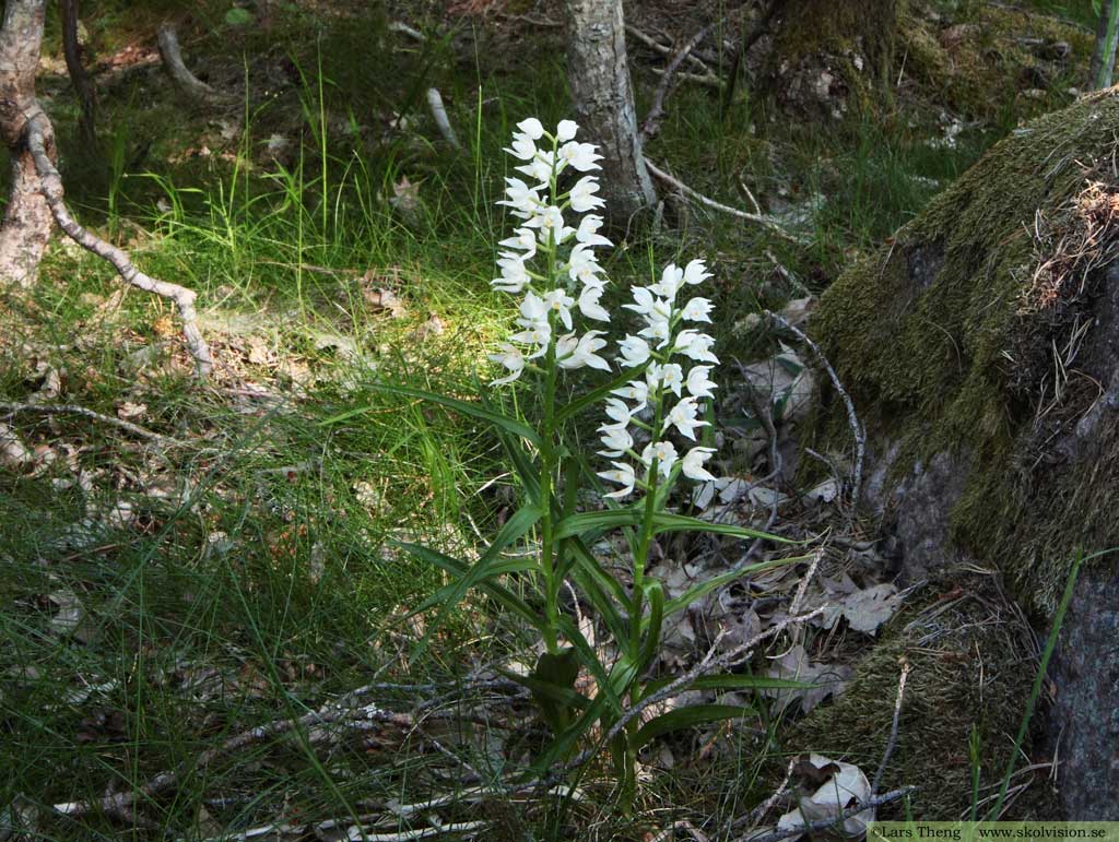 Vit skogslilja, Cephalanthera longifolia