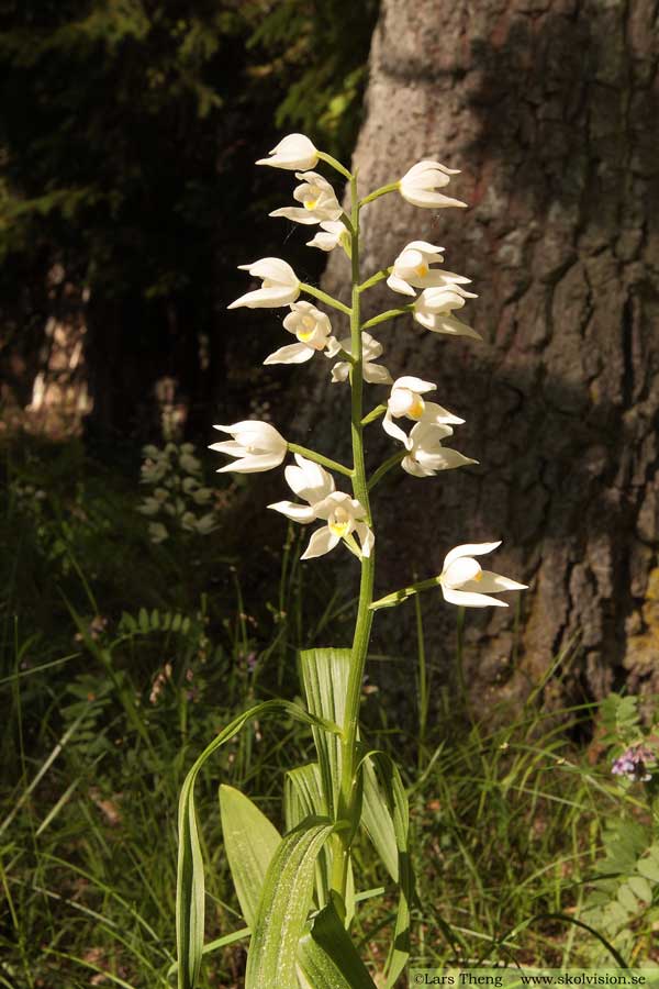 Vit skogslilja, Cephalanthera longifolia