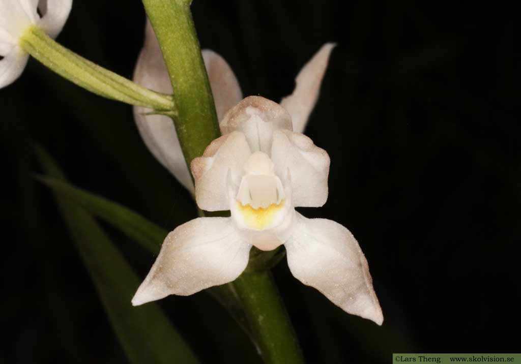 Vit skogslilja, Cephalanthera longifolia