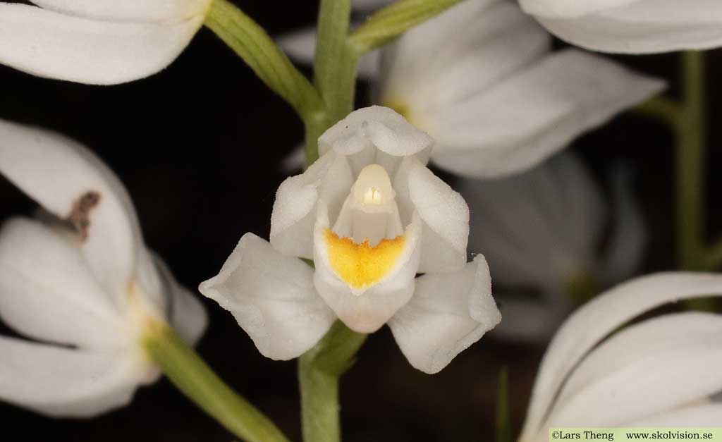 Vit skogslilja, Cephalanthera longifolia