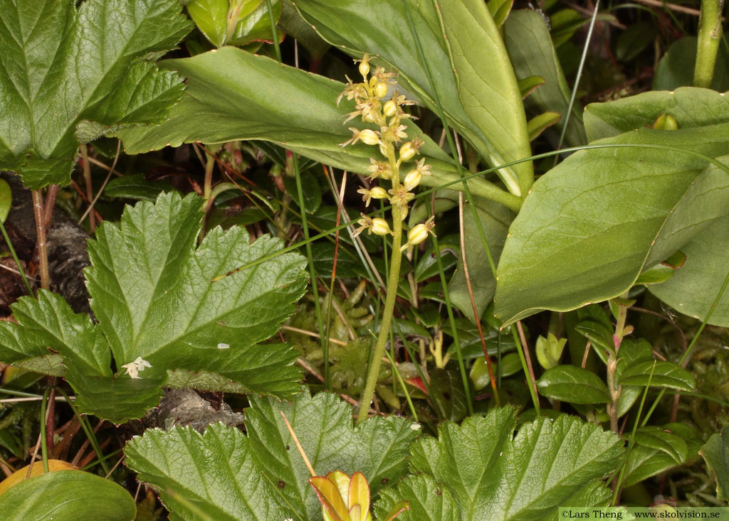 Spindelblomster, Neottia cordata